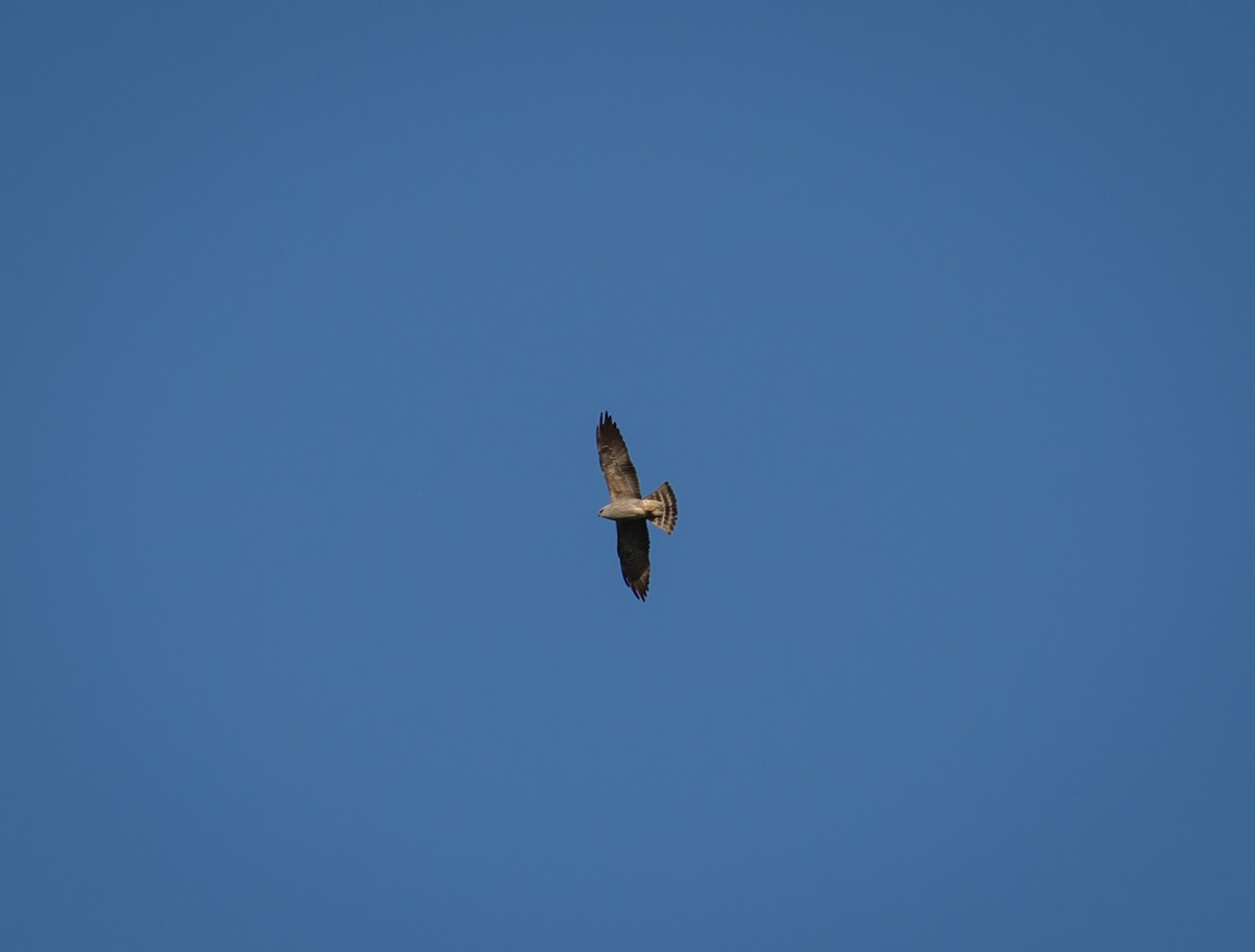 Mississippi Kite - Paul Mandala