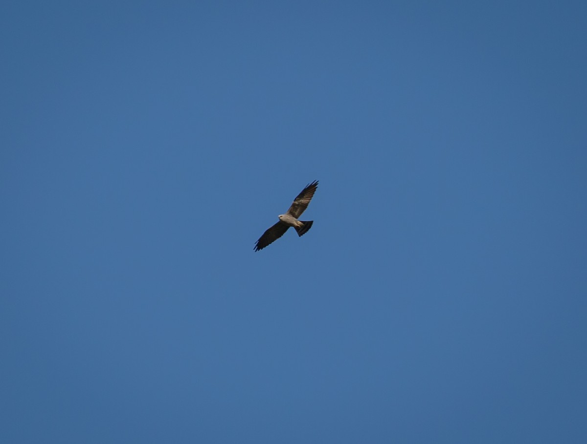 Mississippi Kite - ML450209381