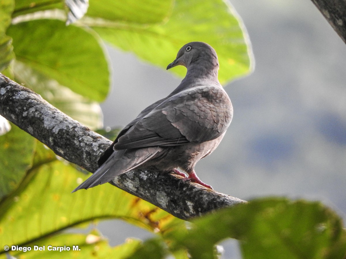 Plumbeous Pigeon - ML450209421