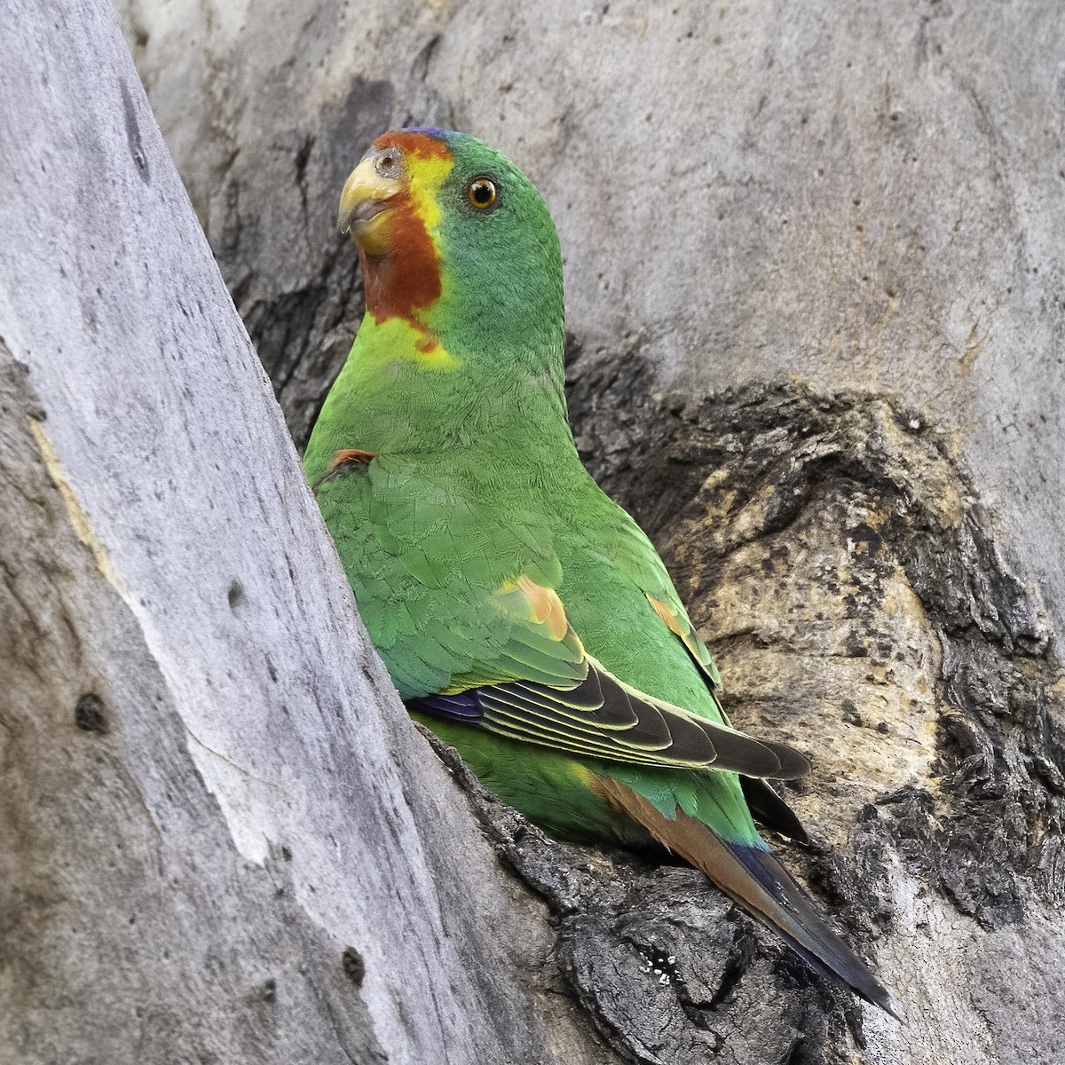 Swift Parrot - Cedric Bear