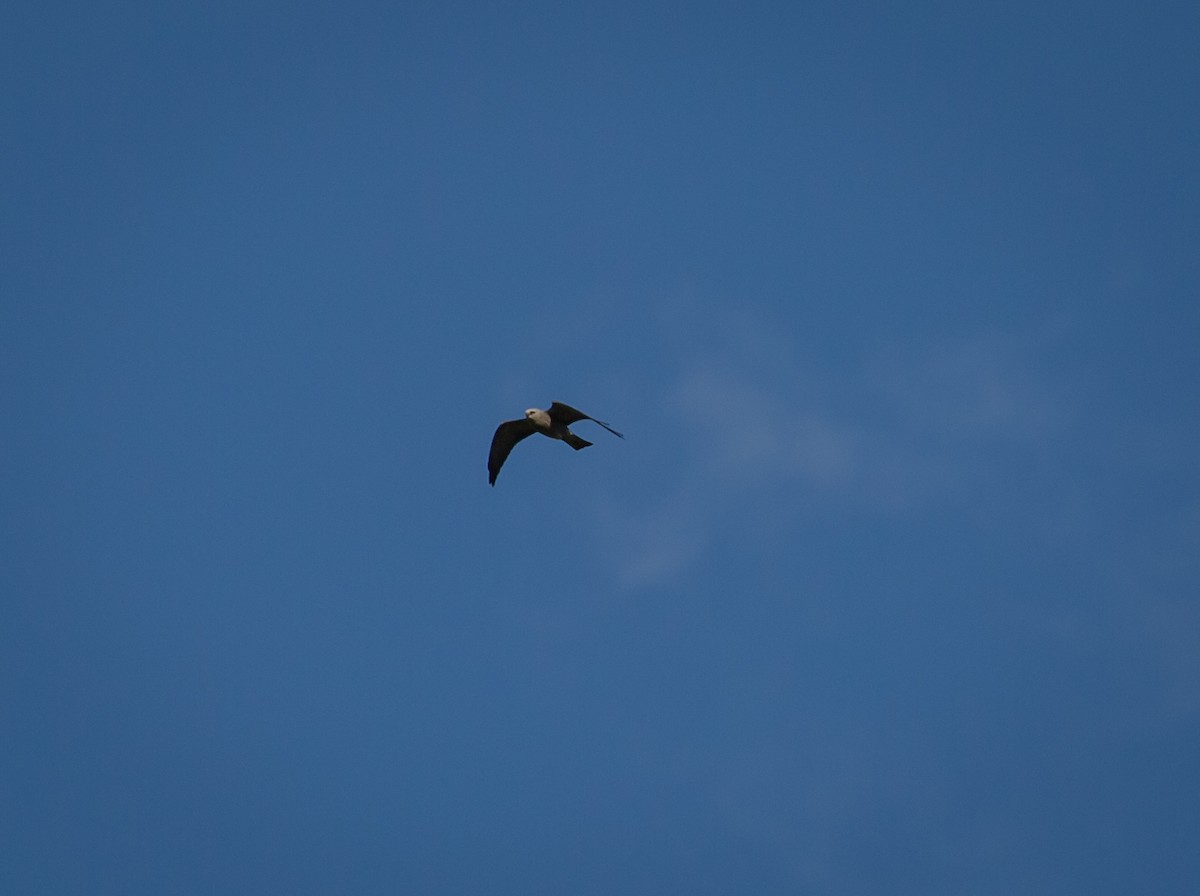 Mississippi Kite - ML450209681