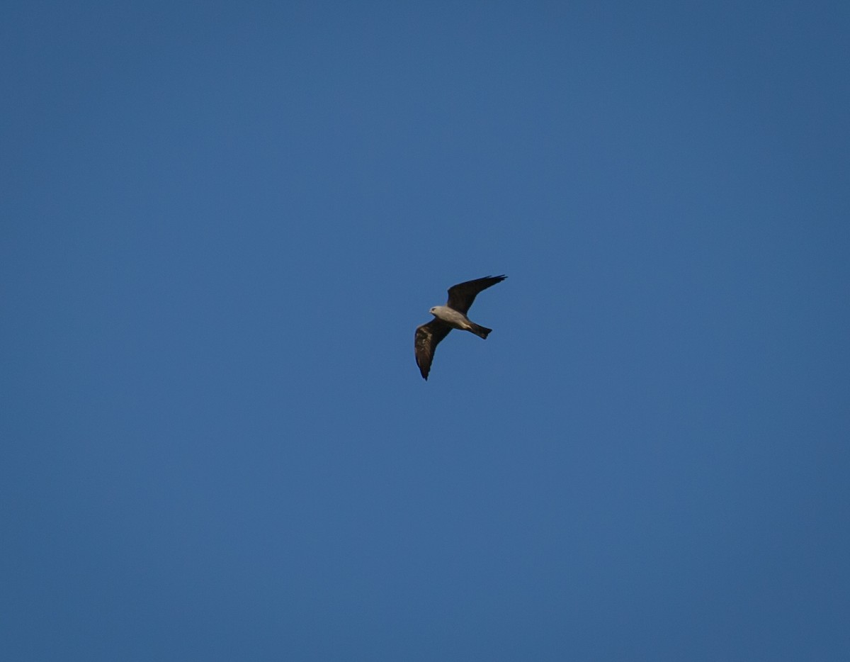 Mississippi Kite - Paul Mandala