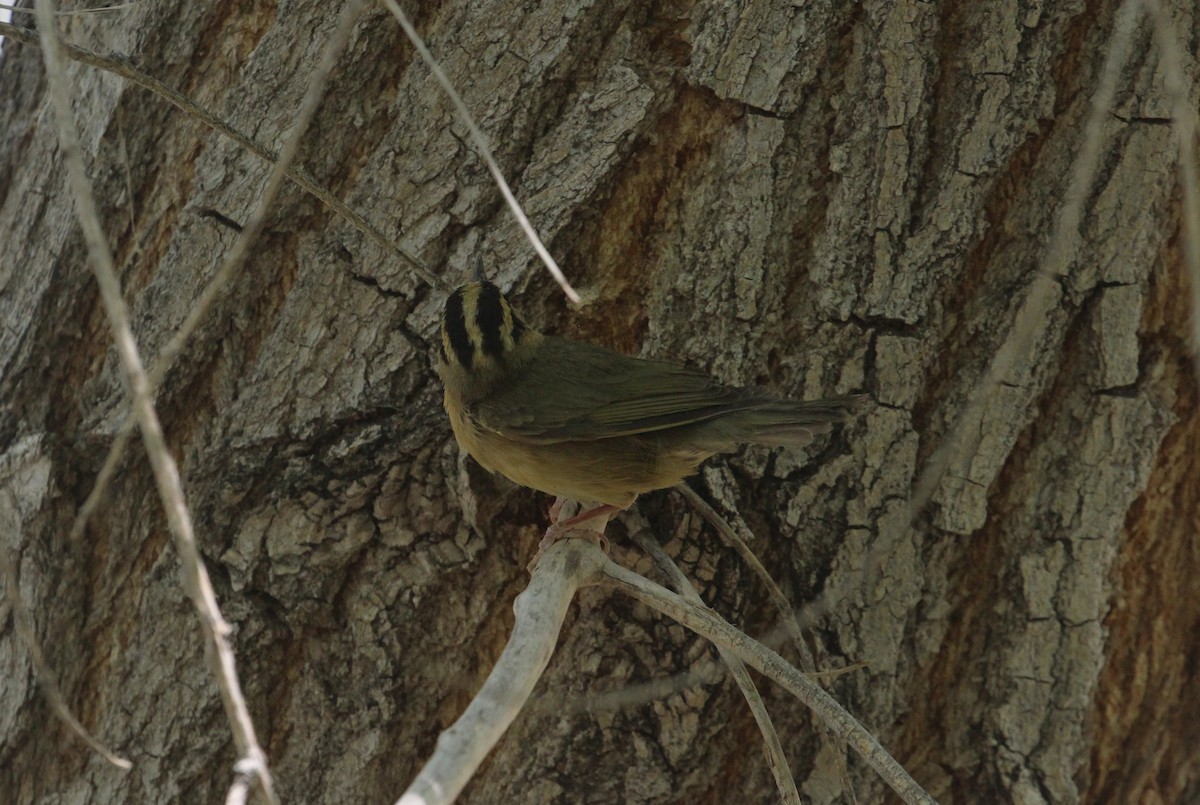 Worm-eating Warbler - Hank Taliaferro