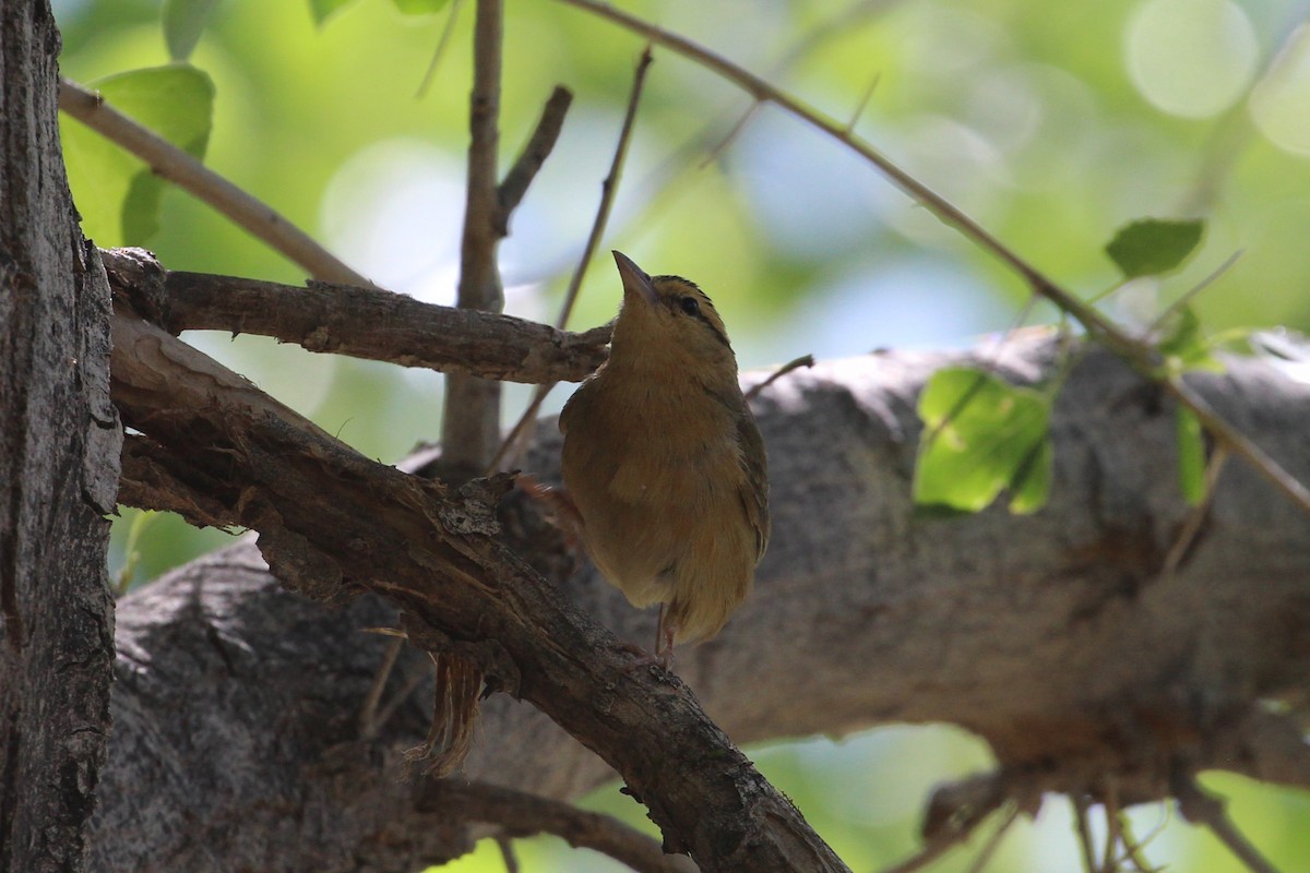 Worm-eating Warbler - Hank Taliaferro