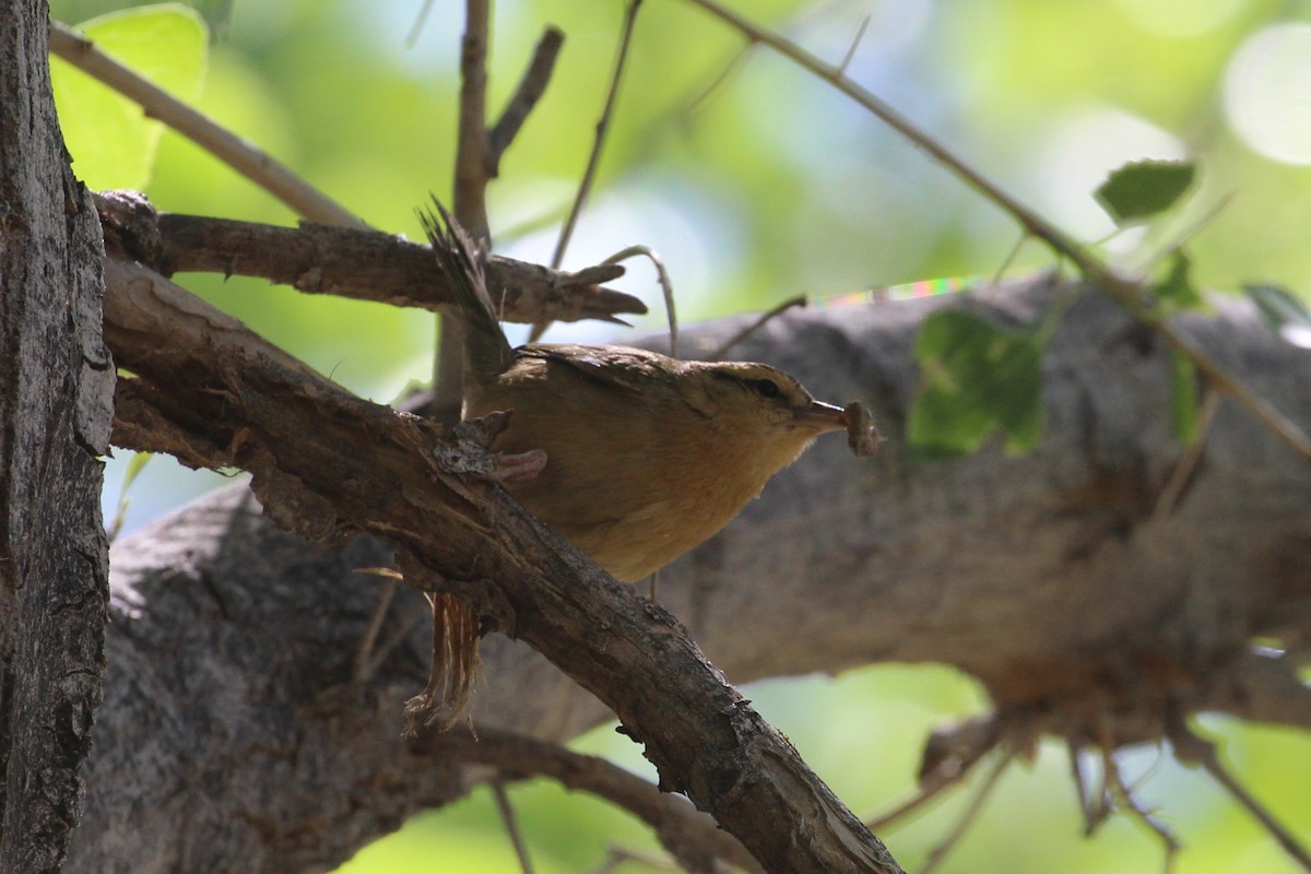 Worm-eating Warbler - Hank Taliaferro