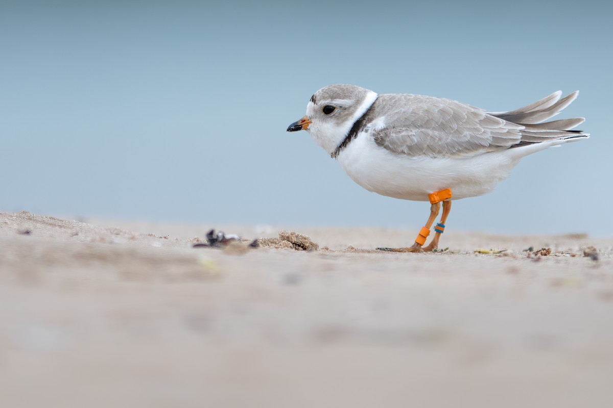 Piping Plover - Matthew Dolkart