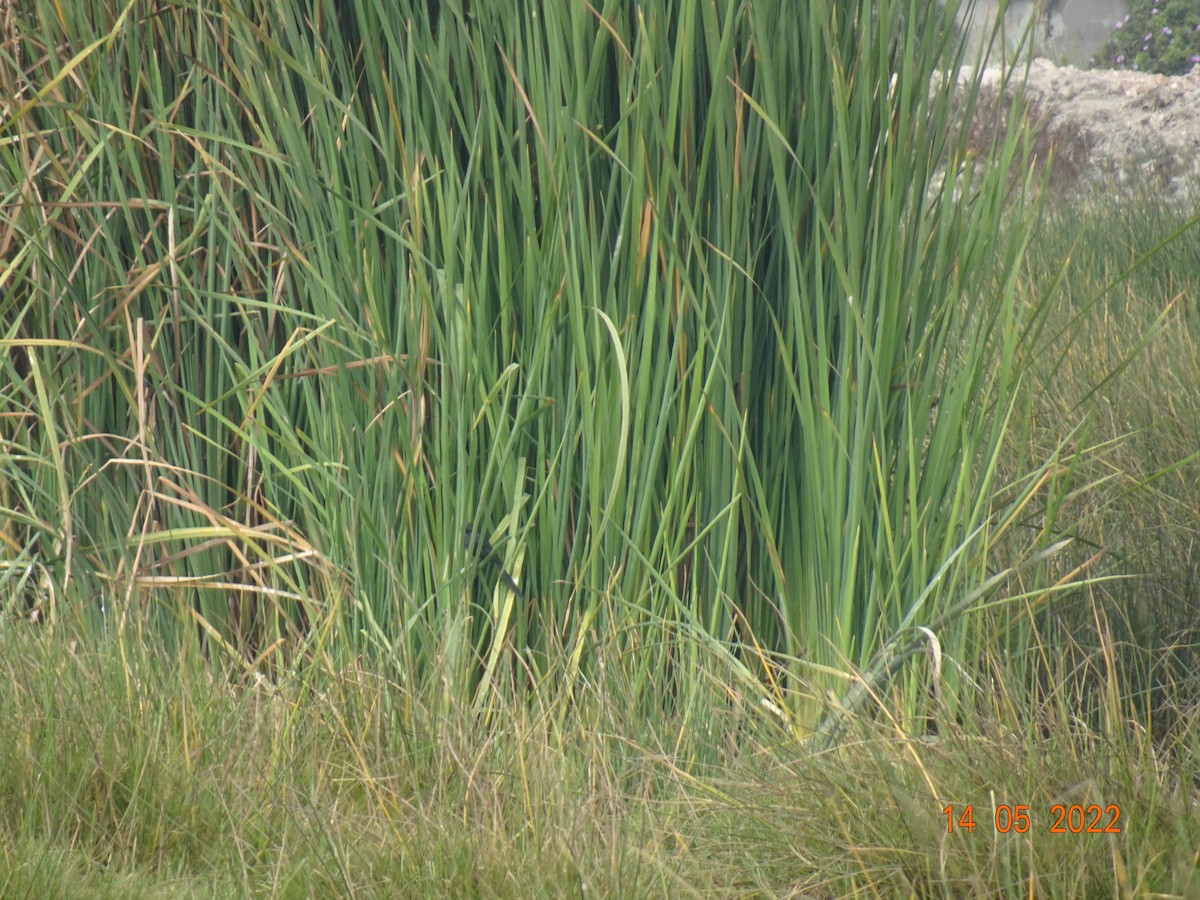 Groove-billed Ani - ML450210771