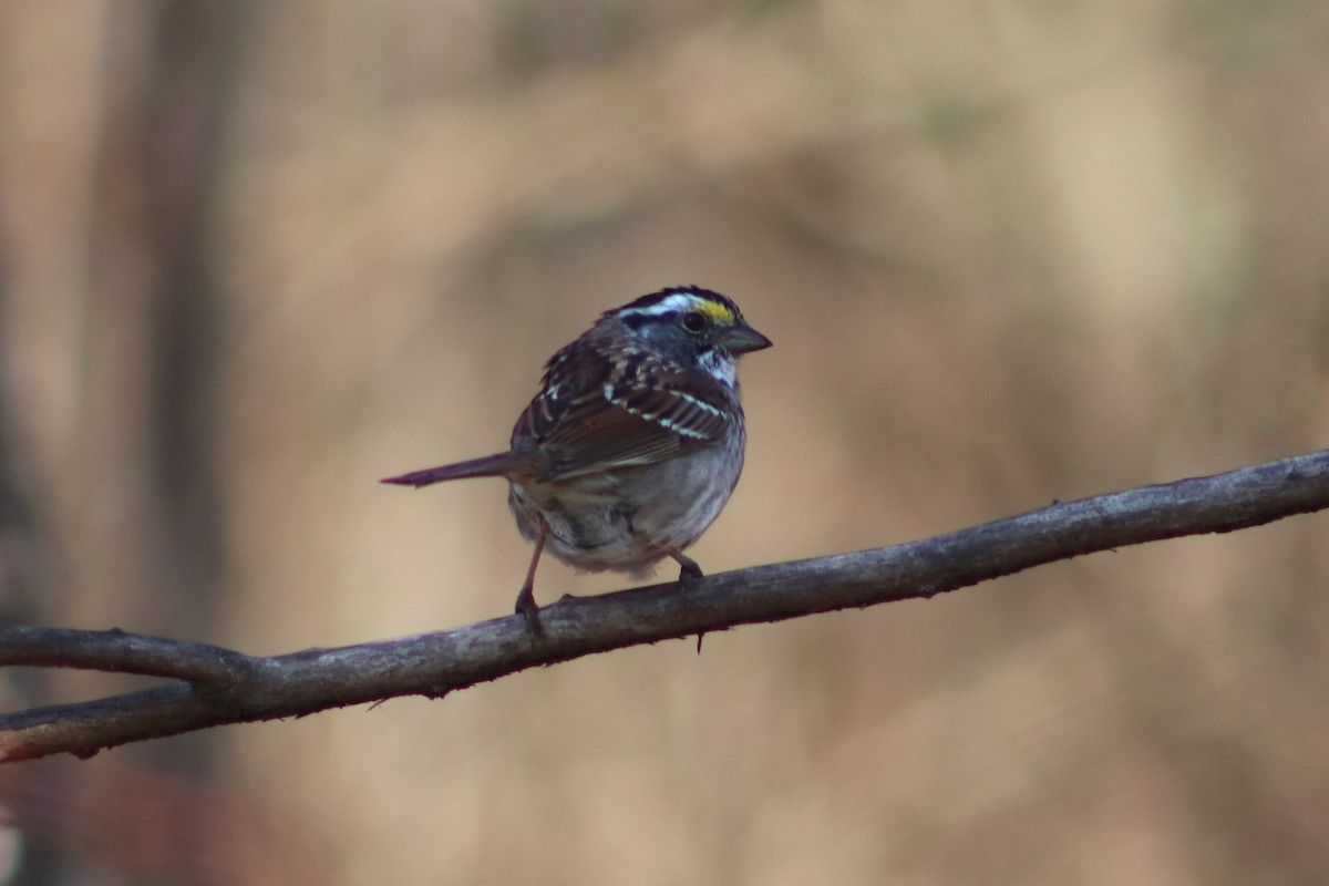 White-throated Sparrow - ML450211521