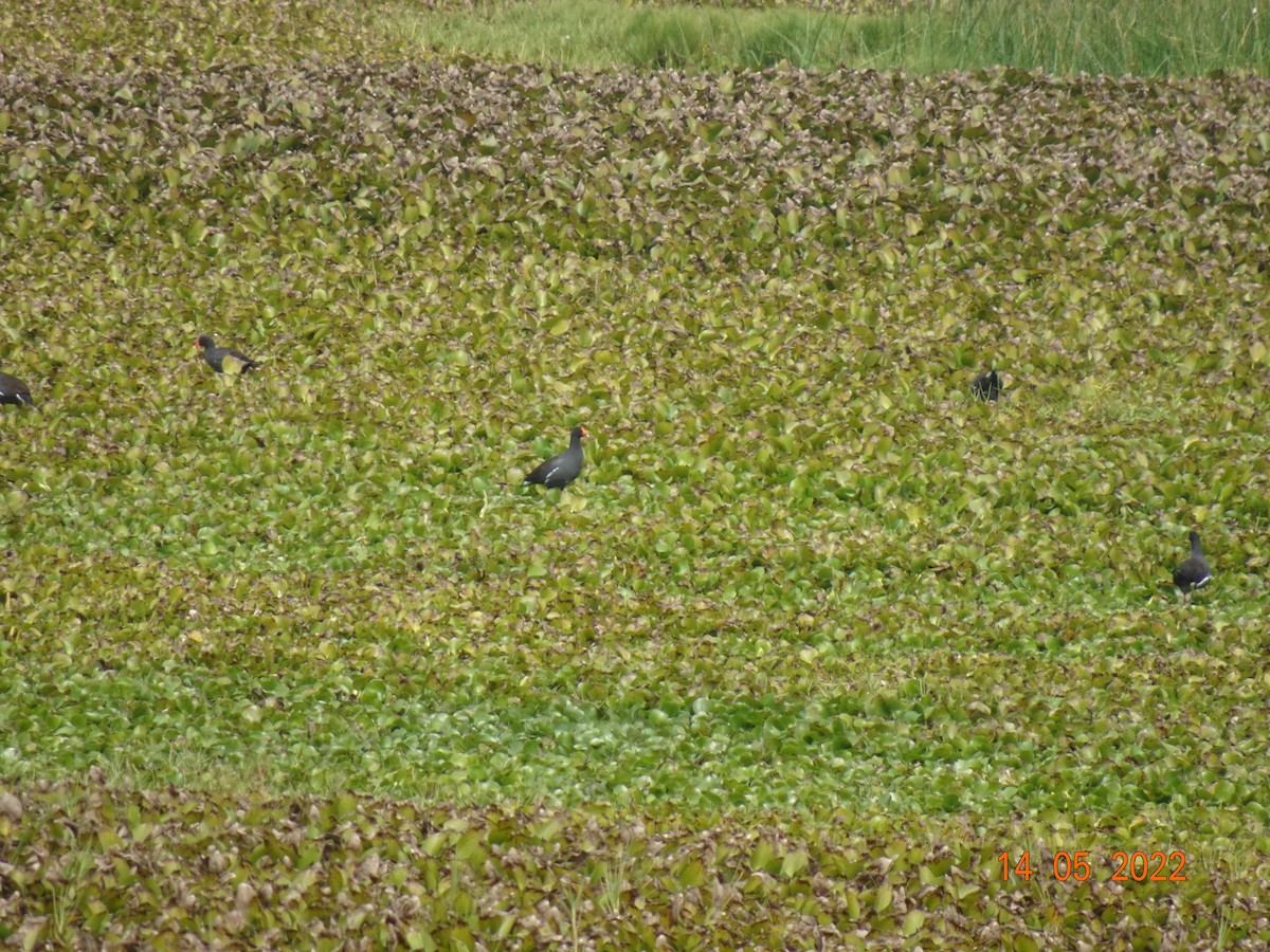 Gallinule d'Amérique - ML450212431