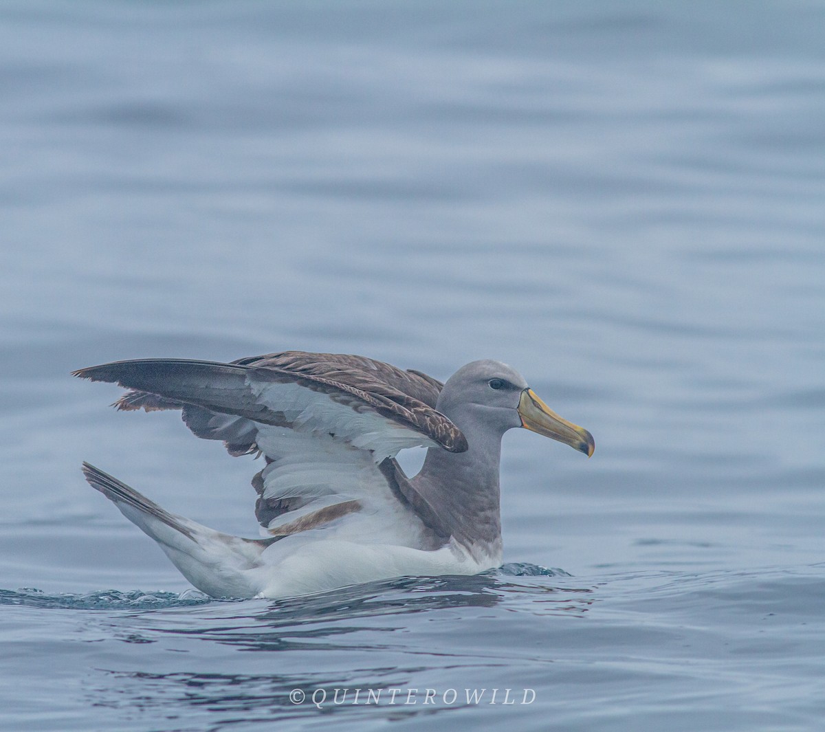 Chatham Albatross - Nicolas Araya Stuardo