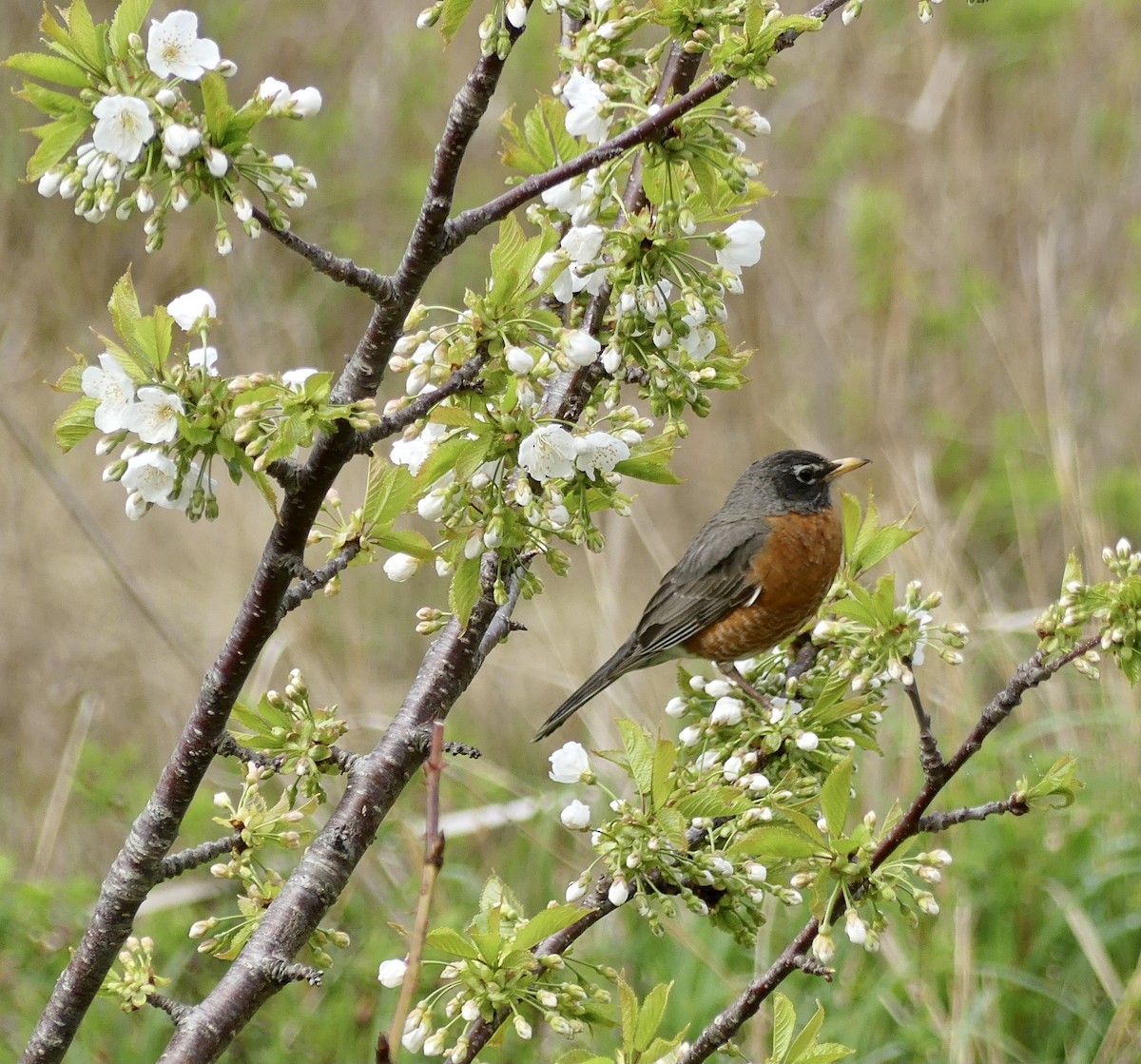 American Robin - ML450212921