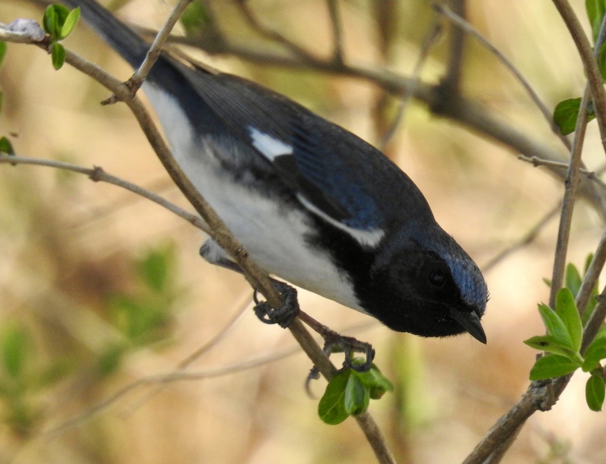 Black-throated Blue Warbler - David Whitehouse