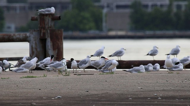 Caspian Tern - ML450214941