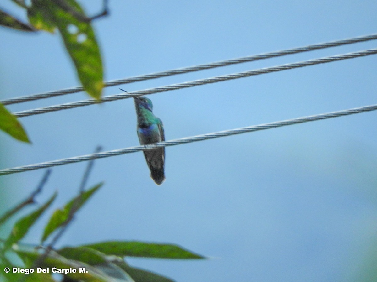 Colibrí Oreja Violeta Menor - ML450215081