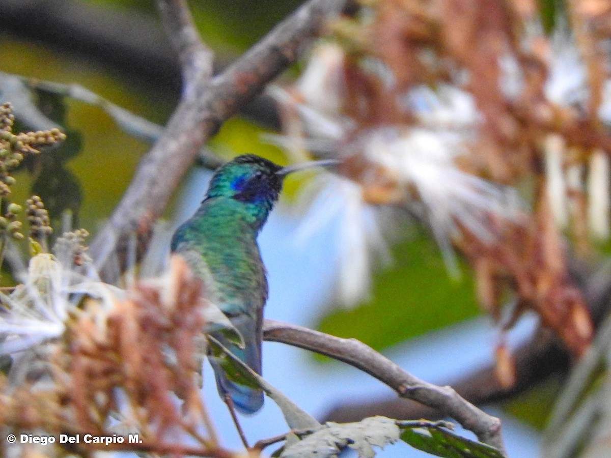 Lesser Violetear - ML450215211