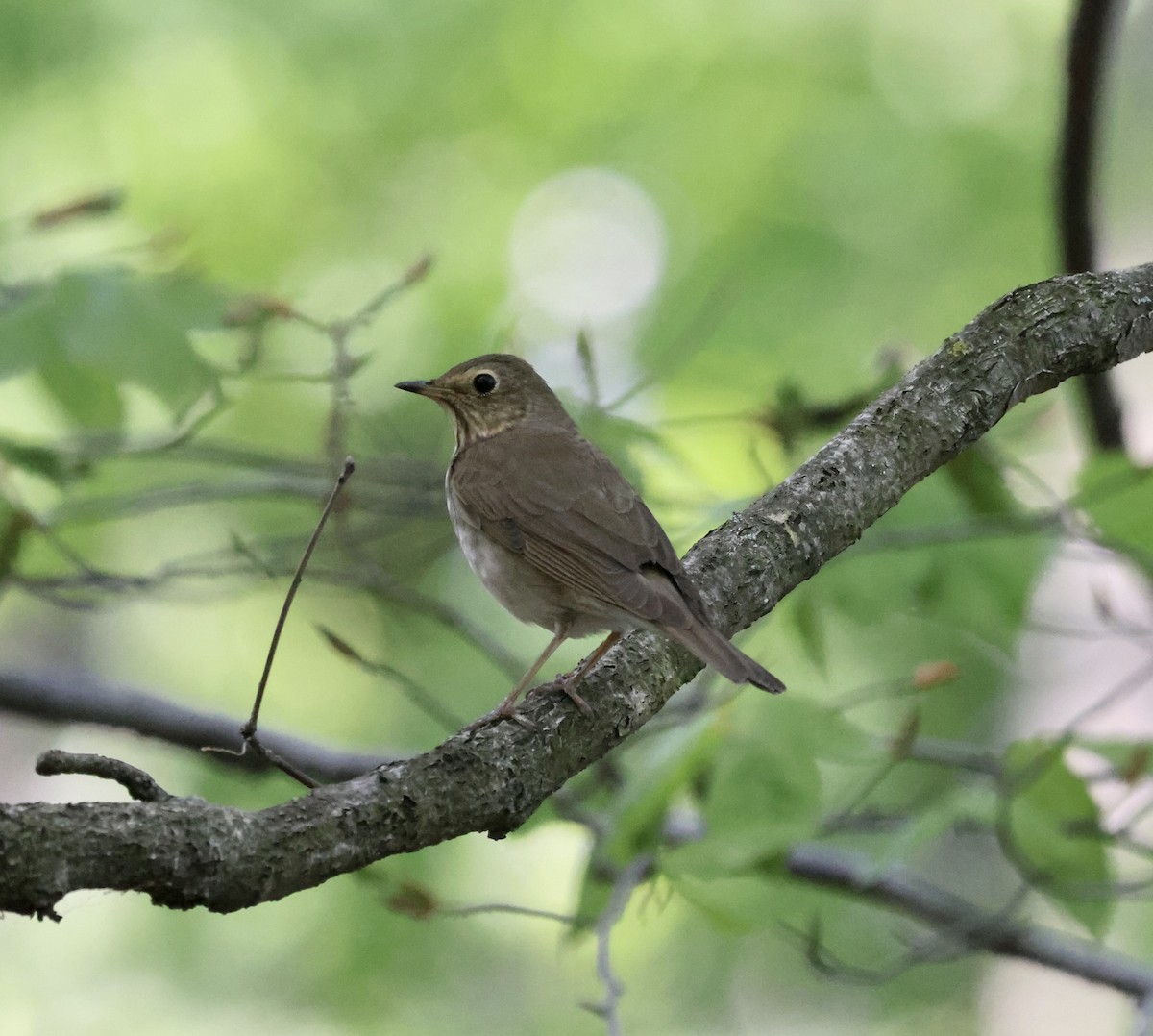 Swainson's Thrush - ML450216871