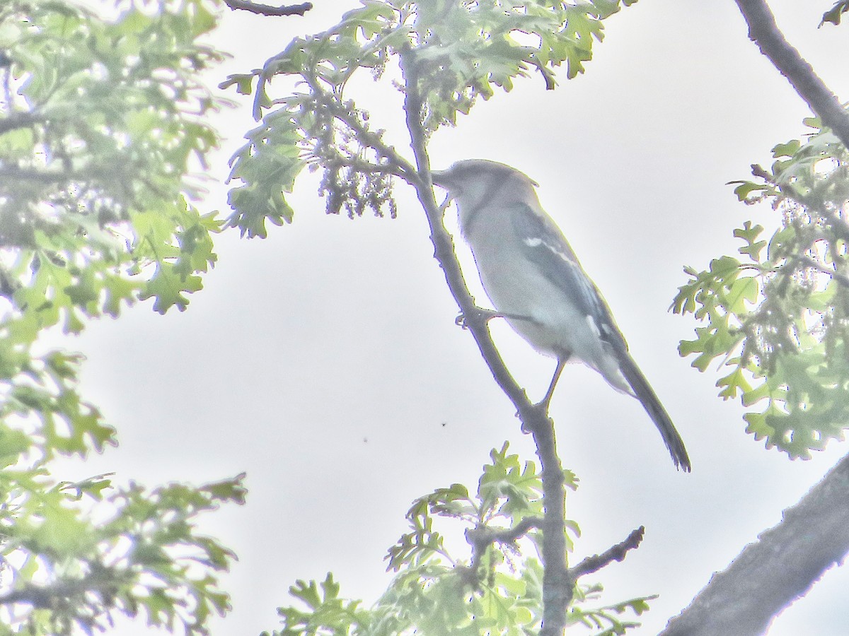 Blue Jay - ML450216891