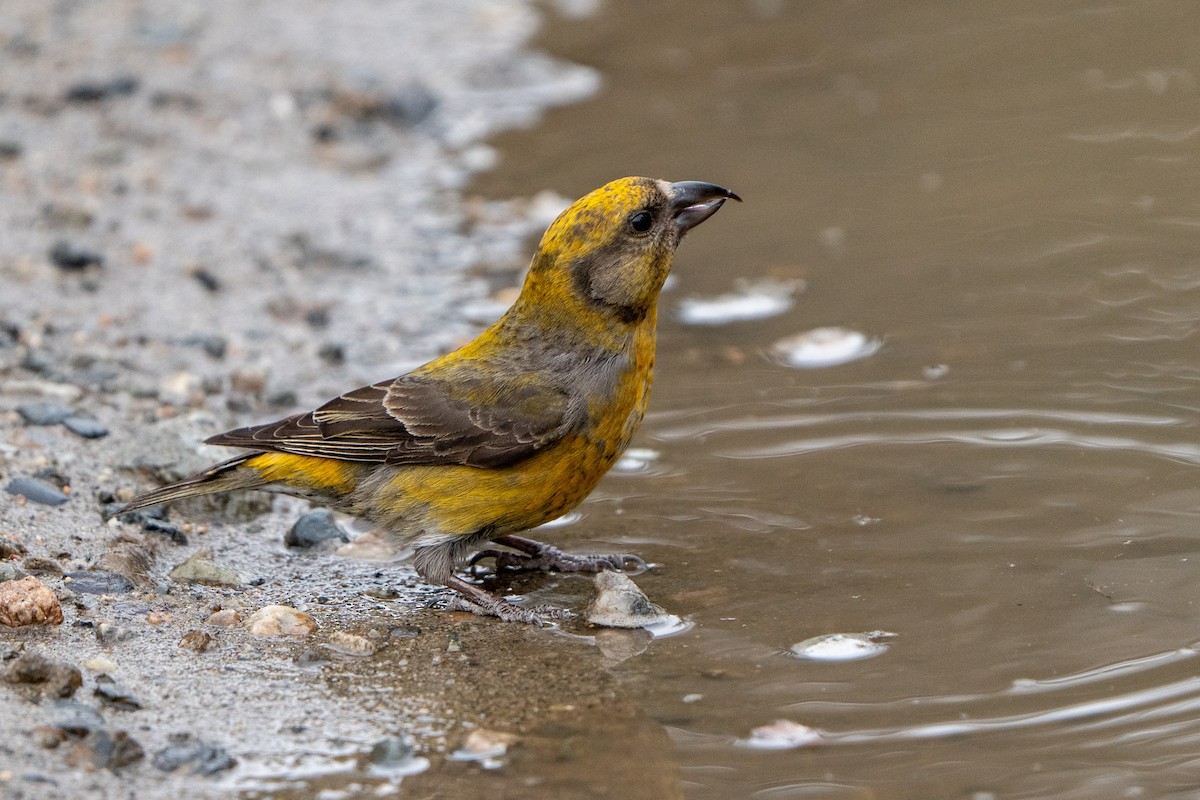 Red Crossbill - ML450217761