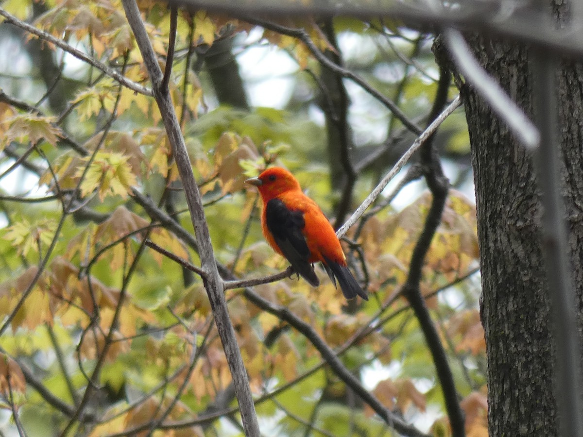 Scarlet Tanager - ML450218851