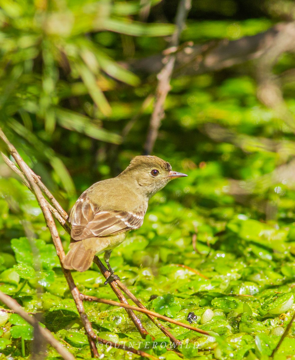 White-crested Elaenia - ML450221791