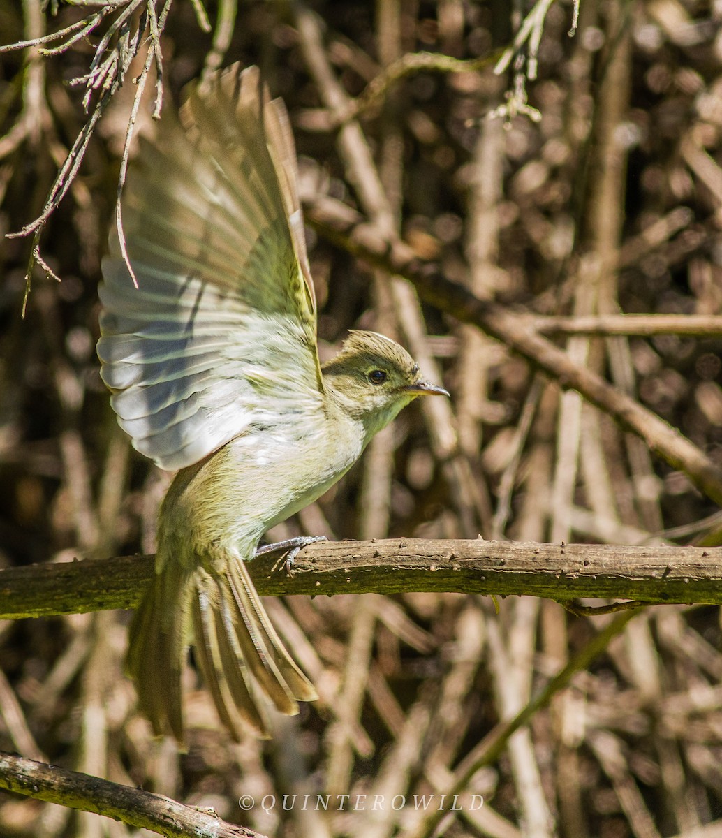 White-crested Elaenia - ML450221841