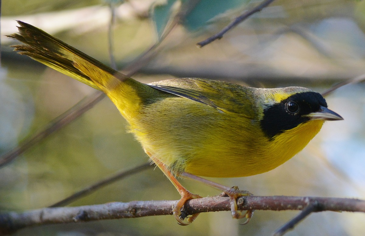 Bahama Yellowthroat - ML45022191