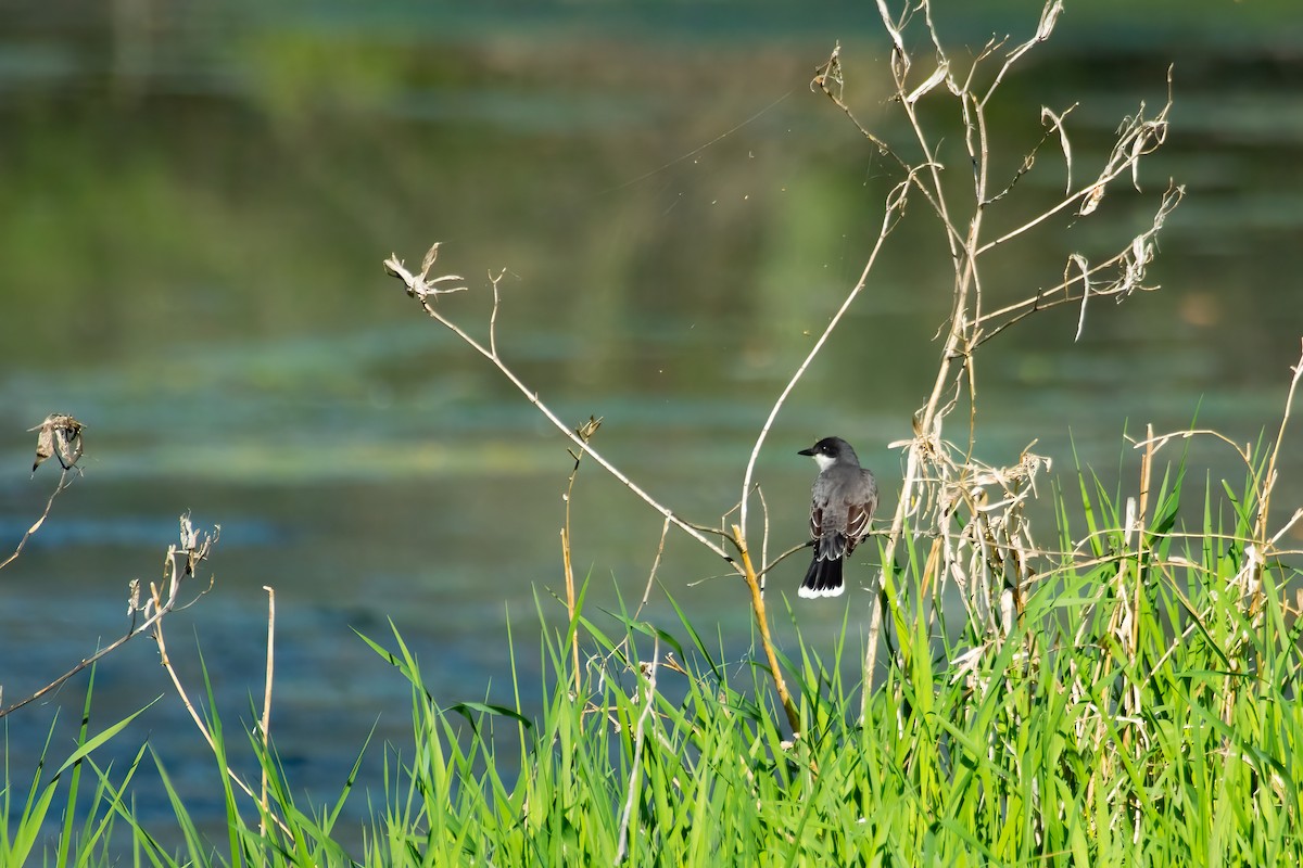 Schieferrücken-Königstyrann - ML450222471