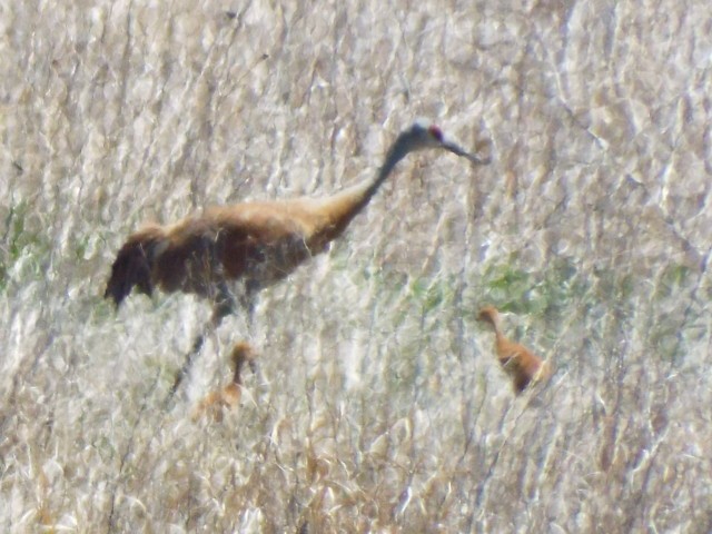Sandhill Crane - ML450222951