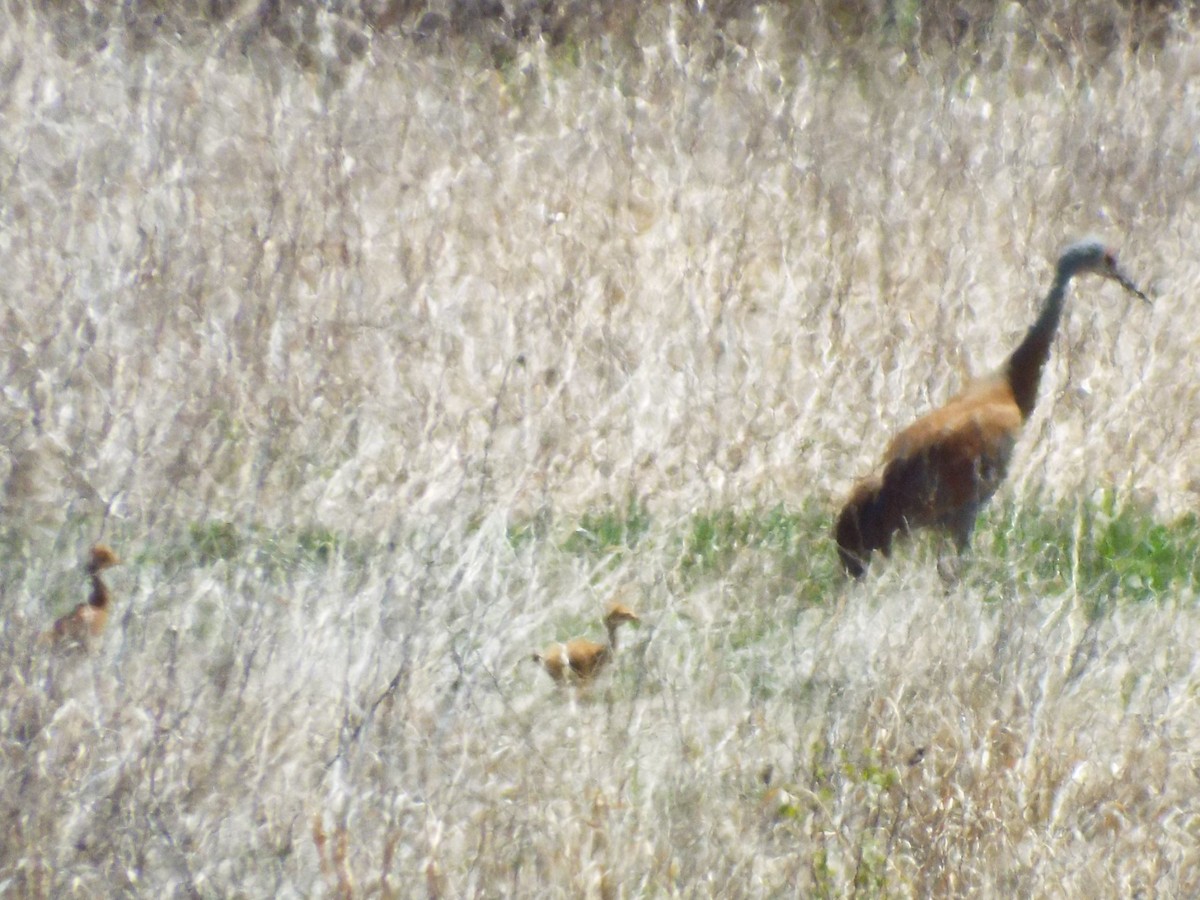 Sandhill Crane - ML450223041