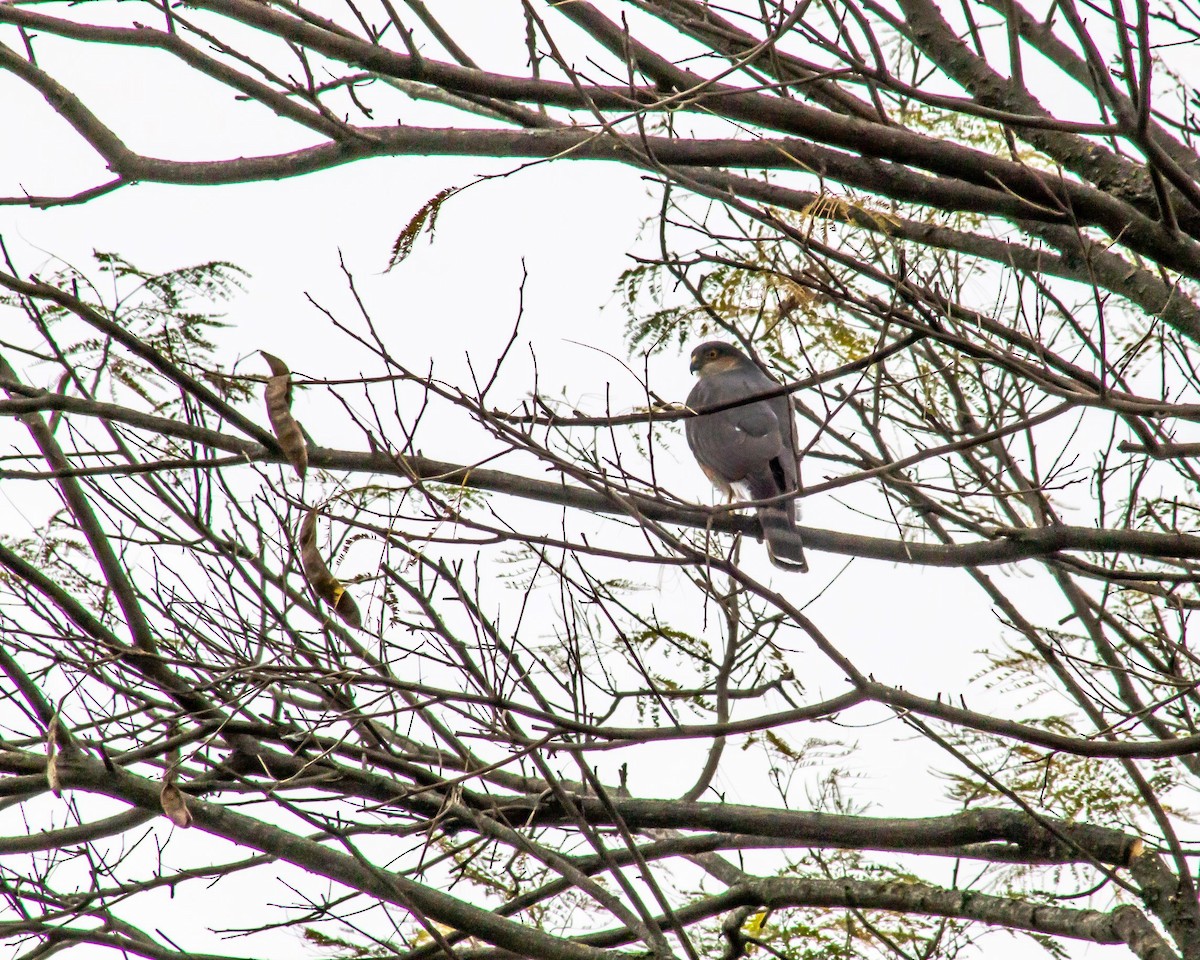 Sharp-shinned Hawk - Mariana González