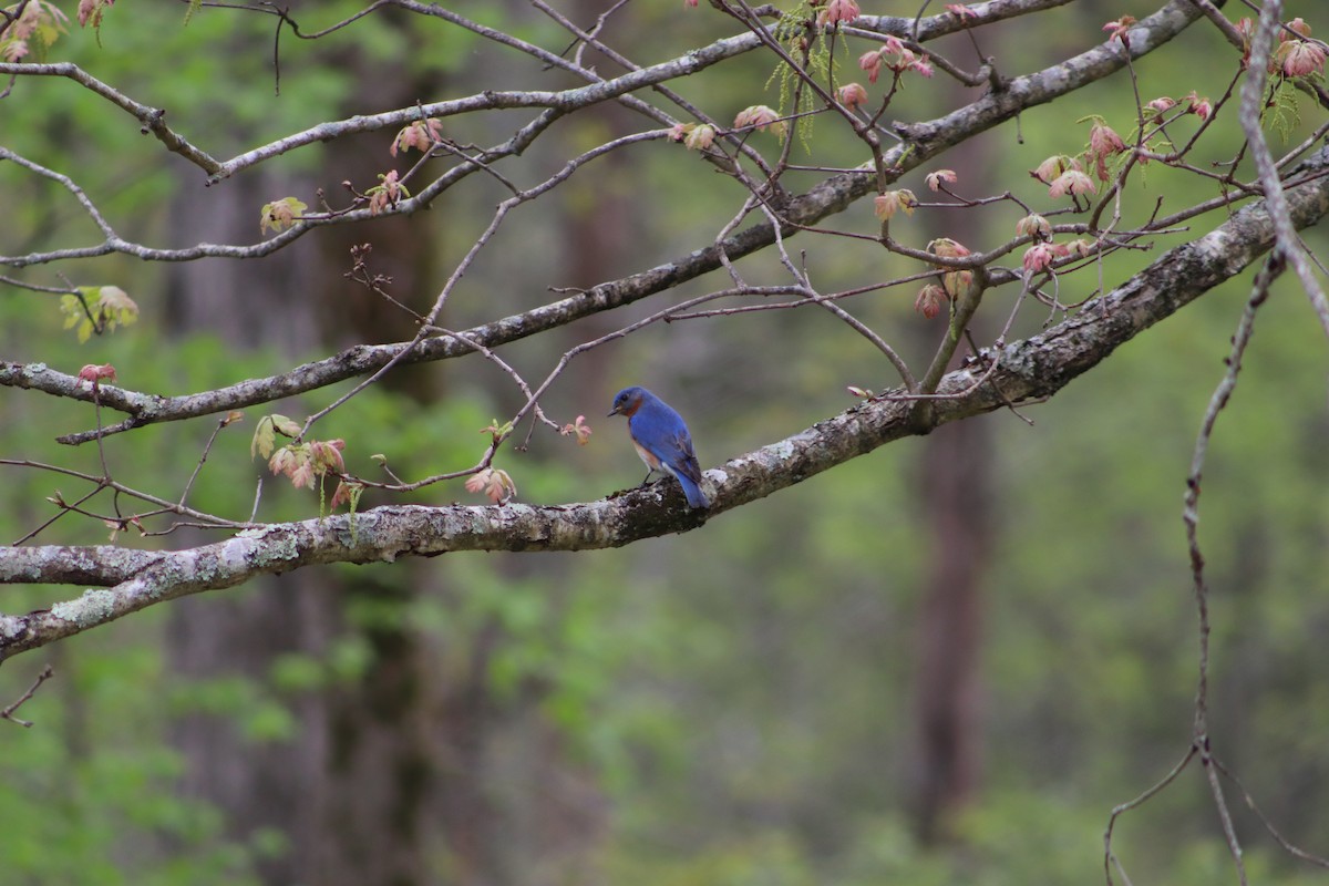 Eastern Bluebird - Neco Cafaro