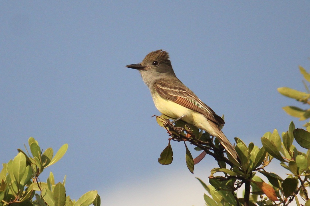 Great Crested Flycatcher - ML450225041