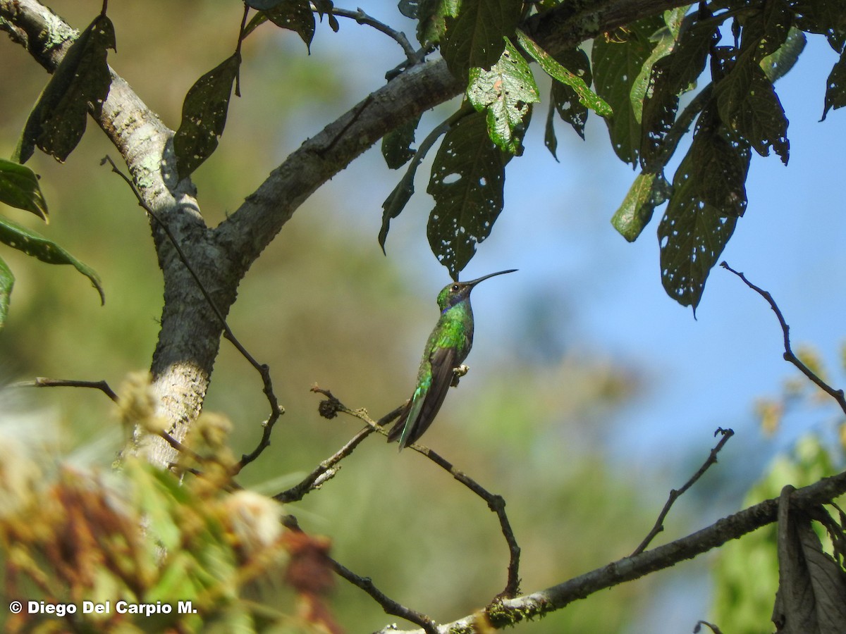 Lesser Violetear - ML450225801