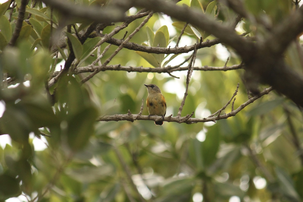 American Redstart - ML450226031