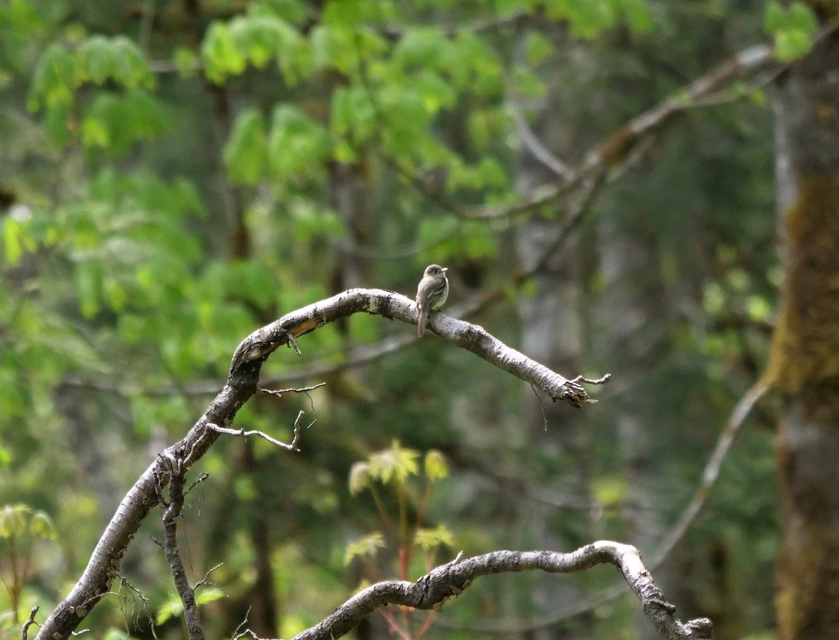 Dusky Flycatcher - ML450229081