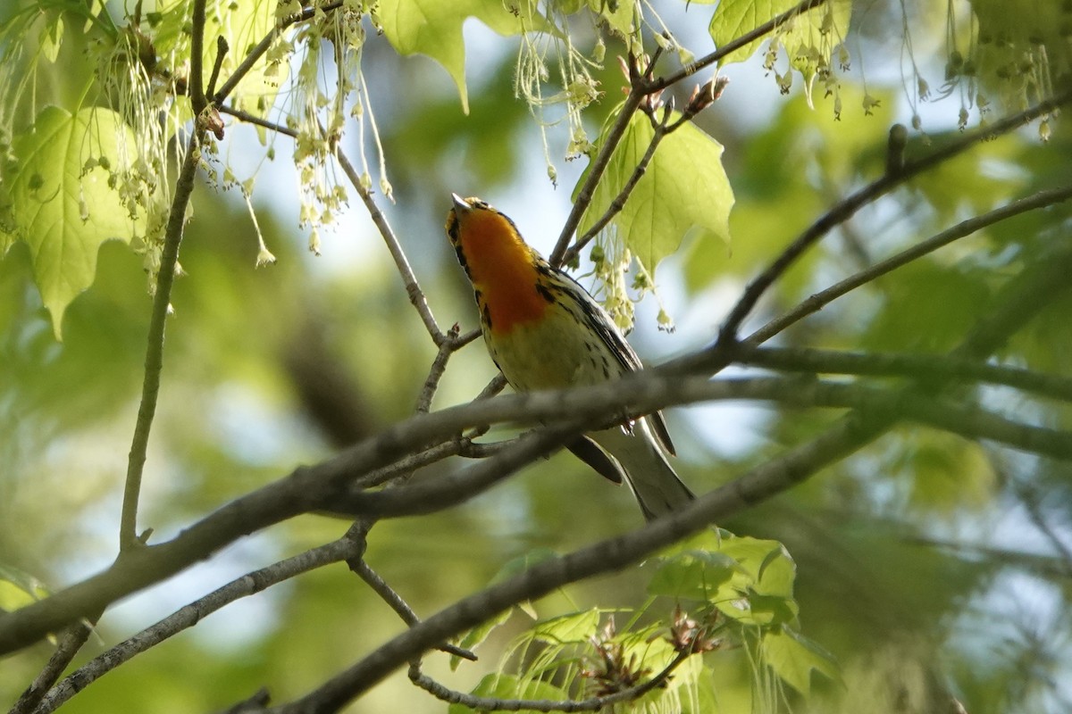 Blackburnian Warbler - ML450229131