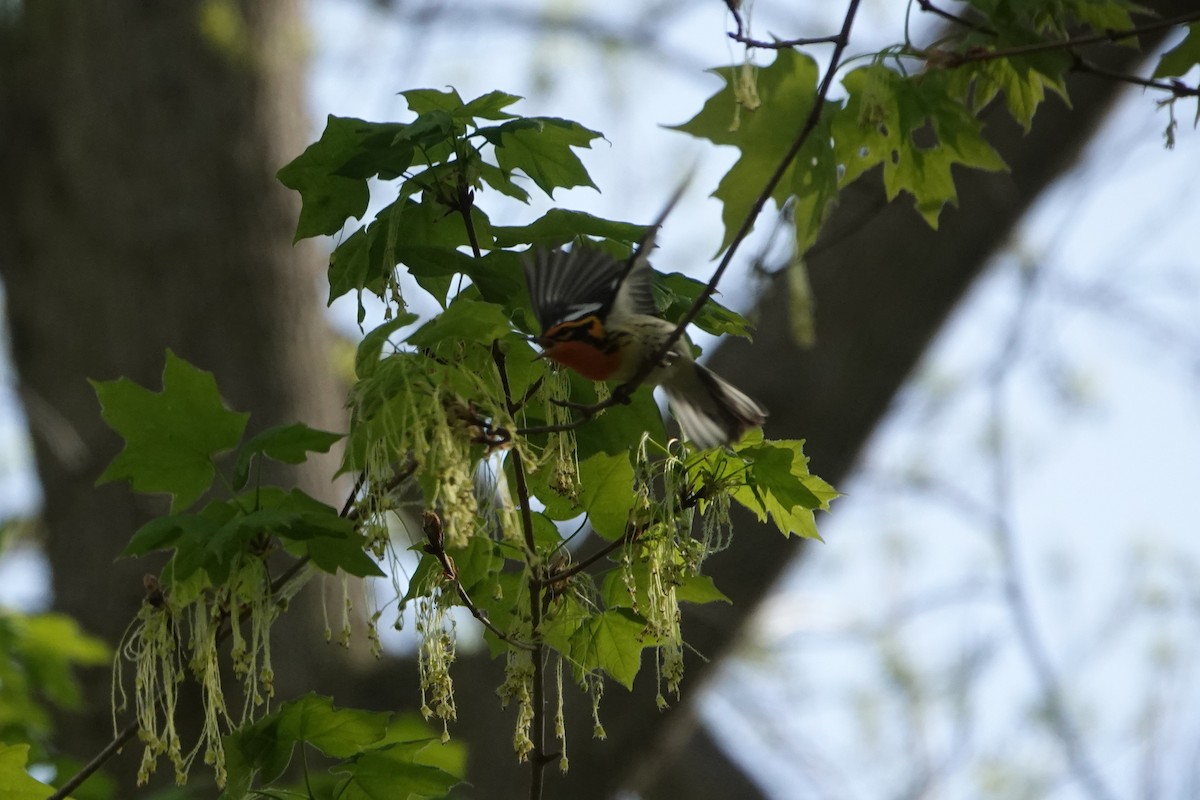 Blackburnian Warbler - ML450229151