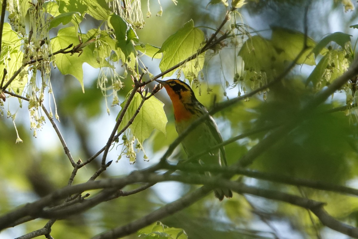 Blackburnian Warbler - ML450229171