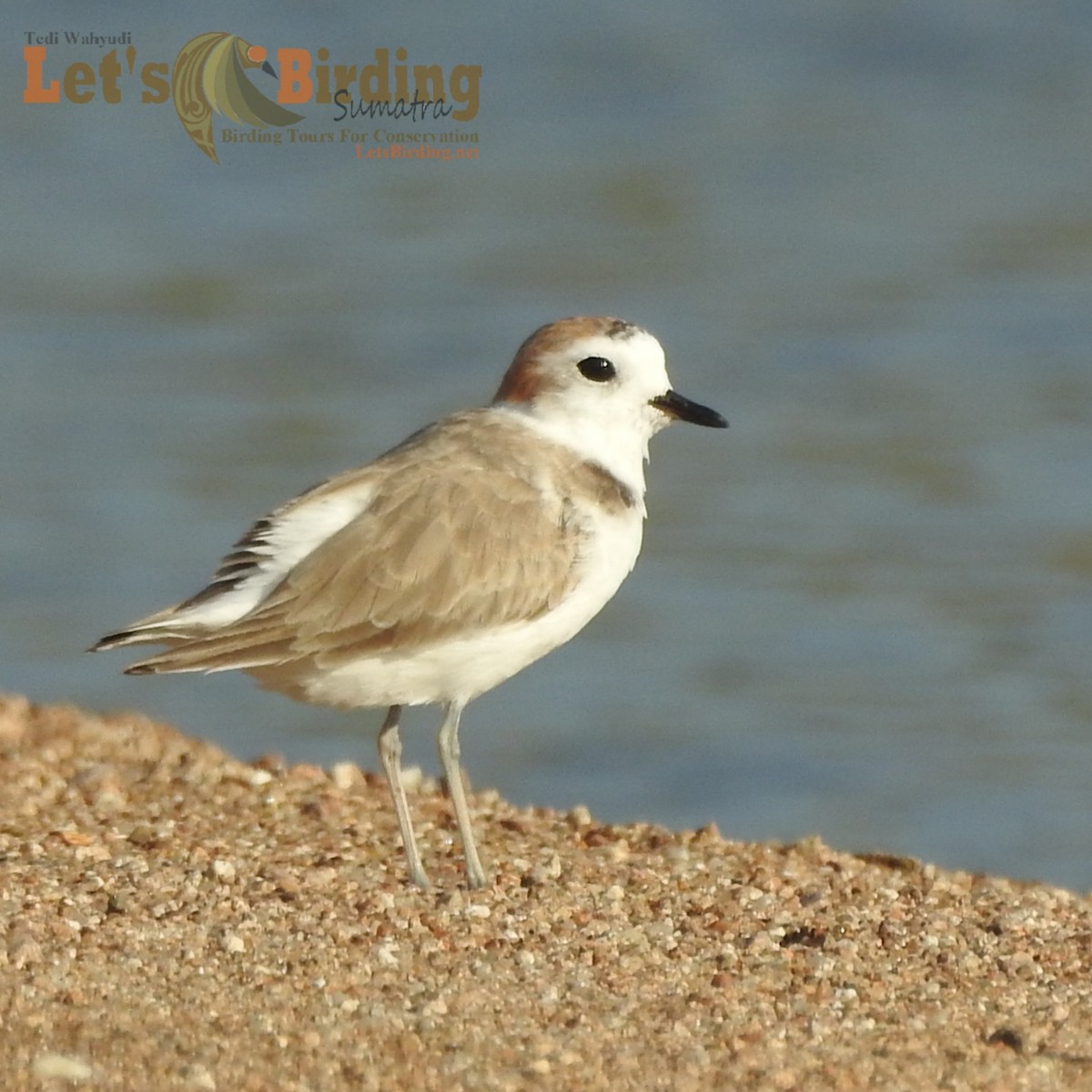 White-faced Plover - ML450229321