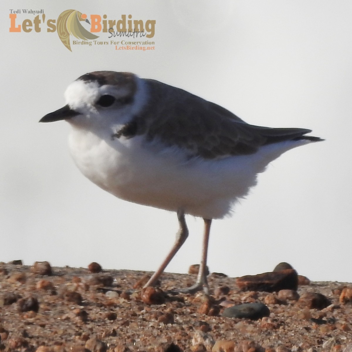 White-faced Plover - ML450229341