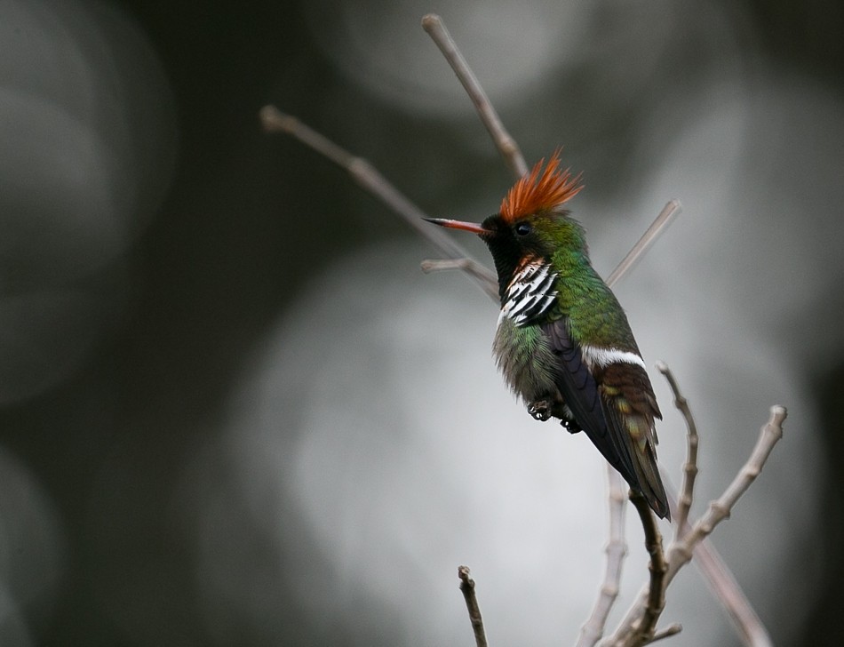 Frilled Coquette - ML450229891