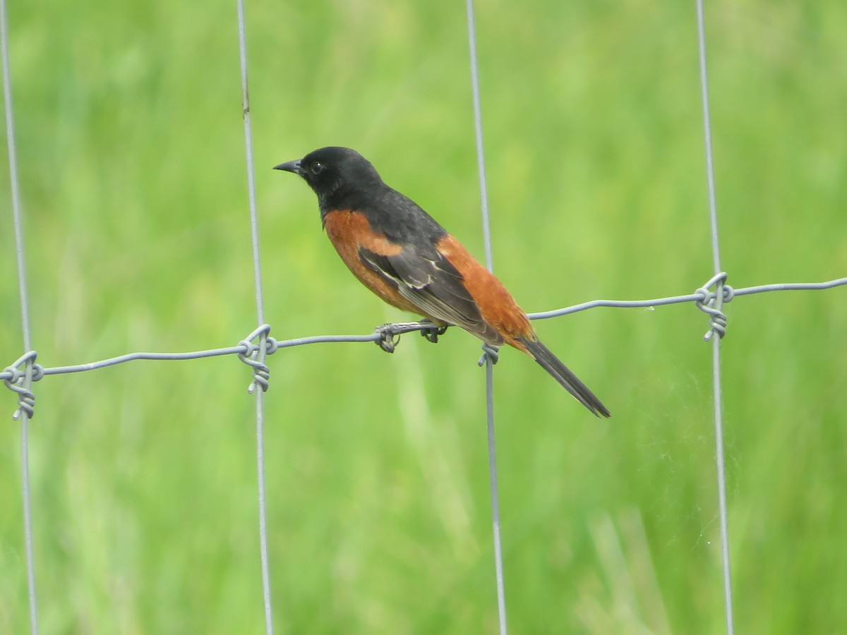 Orchard Oriole - ML450230541