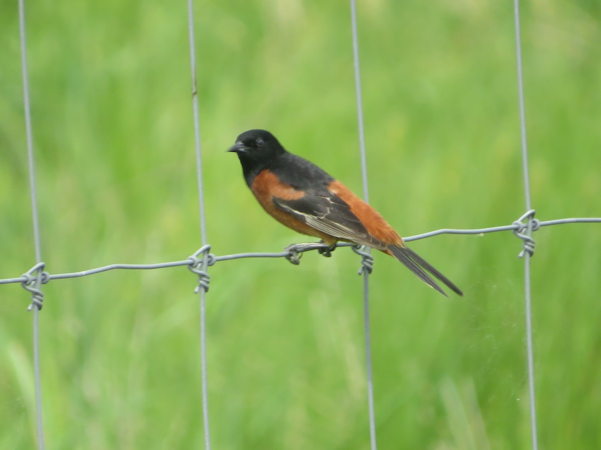 Orchard Oriole - ML450230561