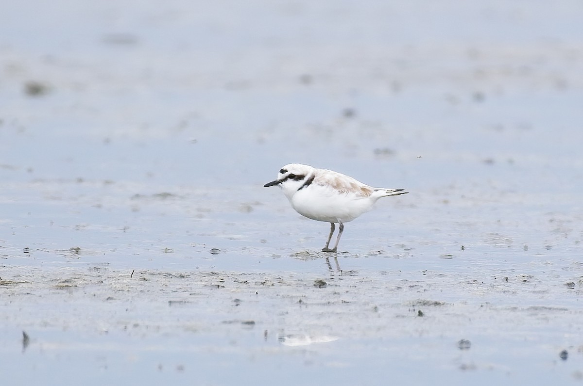 Snowy Plover - ML450230741