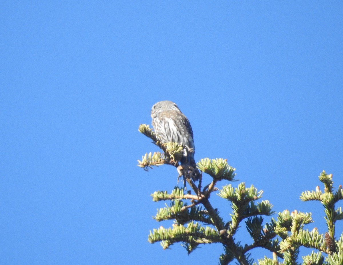 Northern Pygmy-Owl - ML450230751