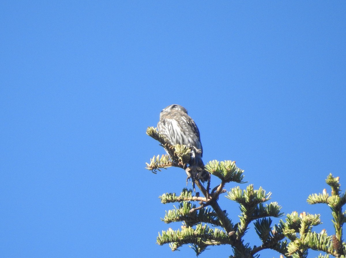 Northern Pygmy-Owl - ML450230771
