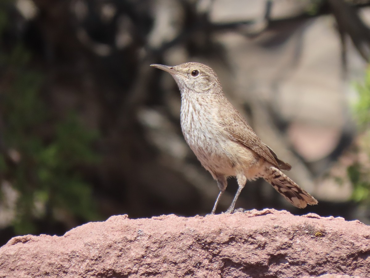 Rock Wren - ML450231041