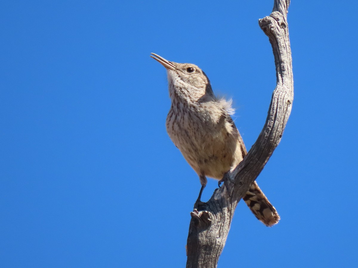 Rock Wren - ML450231361