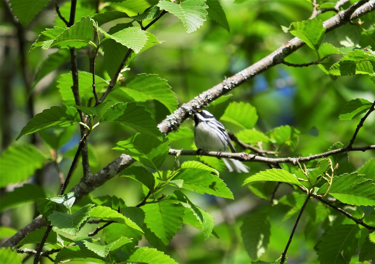 Black-throated Gray Warbler - ML450231891
