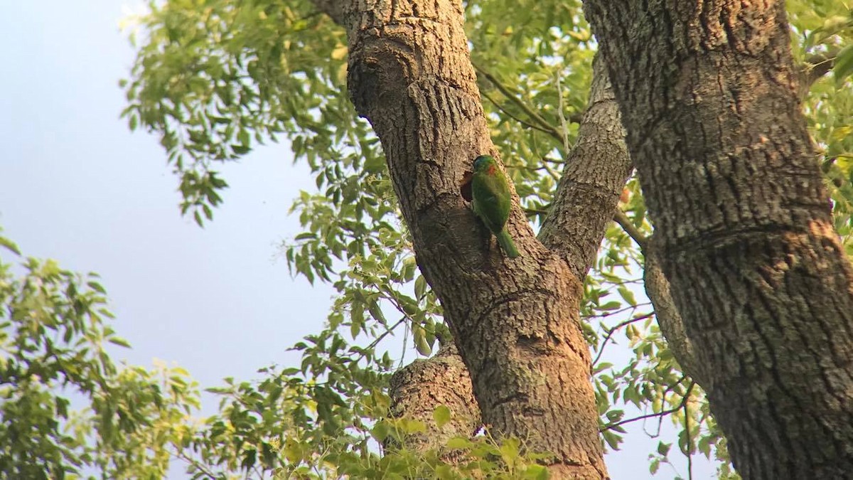 Taiwan Barbet - ML450232461